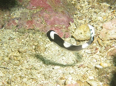 アジアコショウダイの幼魚